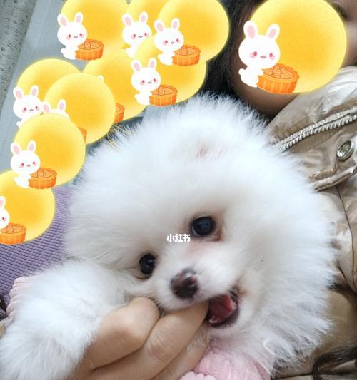 博美狗流眼泪怎么回事？博美犬流泪的原因有哪些？