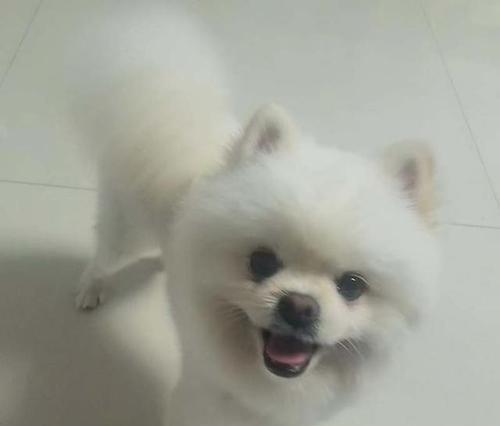 博美狗流眼泪怎么回事？博美犬流泪的原因有哪些？