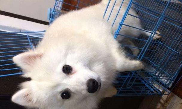 博美狗狗需要剪耳毛吗？博美犬剪耳毛的注意事项是什么？