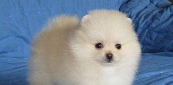 博美幼犬怎么得的疝气？博美幼犬疝气的病因是什么？