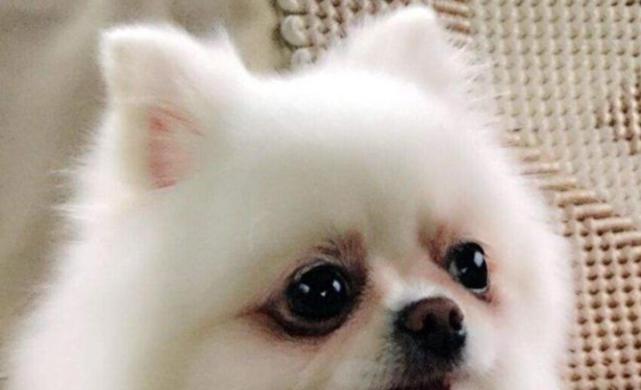 博美吃火腿肠吃狗粮好吗？博美犬饮食禁忌有哪些？