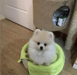 博美吃火腿肠吃狗粮好吗？博美犬饮食禁忌有哪些？