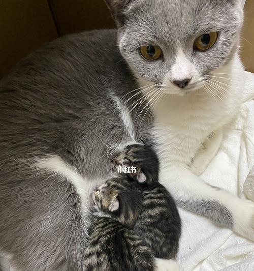 刚出生的小猫是否有毛？新生猫咪出生时的毛发生长情况是什么？