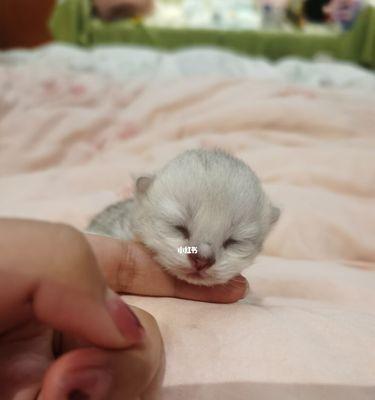 刚出生的小猫是否有毛？新生猫咪出生时的毛发生长情况是什么？