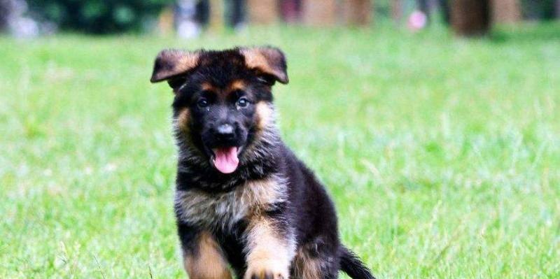 德国牧羊犬纯怎么看？德牧犬纯种的标准是什么？