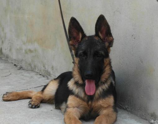德国牧羊犬纯怎么看？德牧犬纯种的标准是什么？