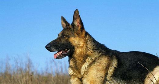 德国牧羊犬纯怎么看？德牧犬纯种的标准是什么？