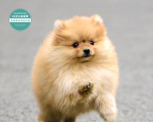 博美是中型还是小型犬？博美犬的体型分类是什么？