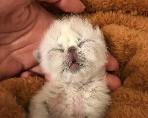 刚出生猫喂什么东西吗？新生猫咪的饮食安排有哪些？