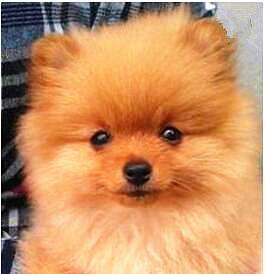 博美狗是什么样子的？博美犬的外观和性格特点是什么？