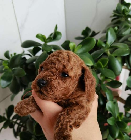 出满月的泰迪小狗怎么养？满月泰迪的饲养方法有哪些？