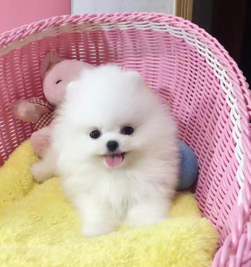 博美幼犬最好吃什么？博美幼犬的最佳饮食安排有哪些？