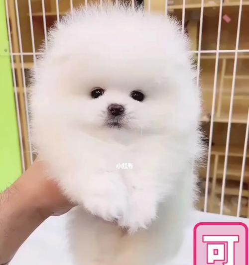 博美狗狗成年几个月？博美犬成年的年龄标准是什么？