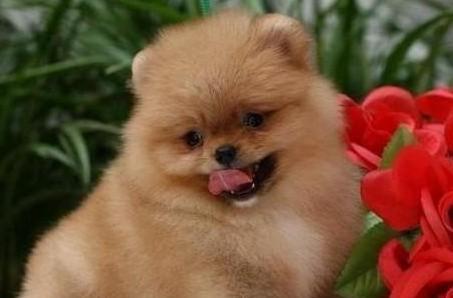 博美狗狗成年几个月？博美犬成年的年龄标准是什么？