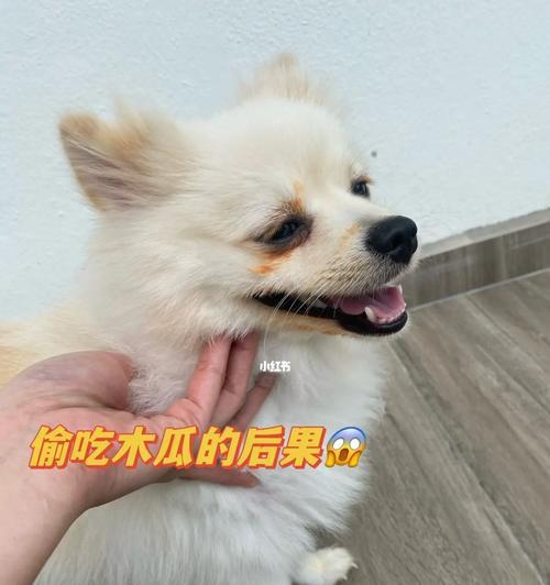 博美幼犬拉稀多久能正常？博美幼犬腹泻的恢复时间是多长？