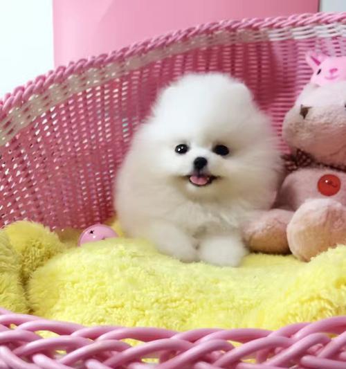 博美幼犬拉稀多久能正常？博美幼犬腹泻的恢复时间是多长？