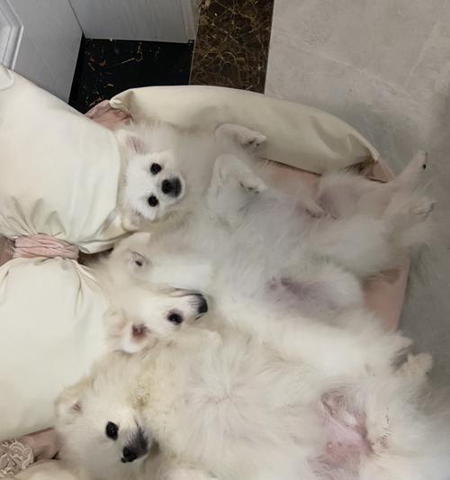 博美冠状病毒可以吃狗粮吗？博美犬冠状病毒期间的饮食注意事项是什么？