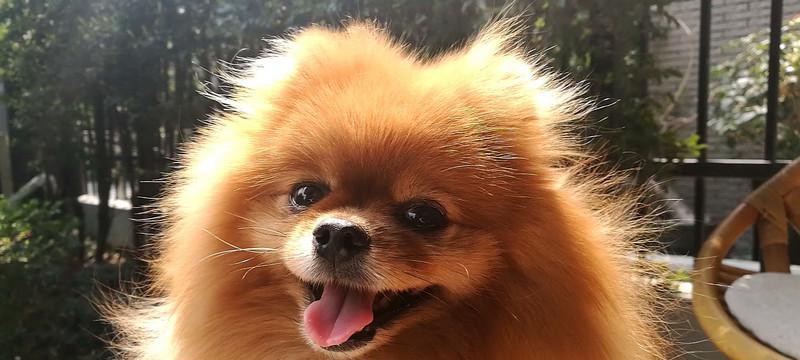 博美挑嘴吃什么牌子狗粮？博美犬挑嘴时的狗粮选择有哪些？