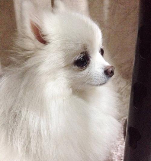 博美挑嘴吃什么牌子狗粮？博美犬挑嘴时的狗粮选择有哪些？