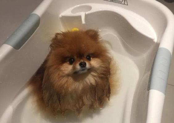 博美狗狗冬天能冻死吗？博美犬冬季保暖的必要性是什么？