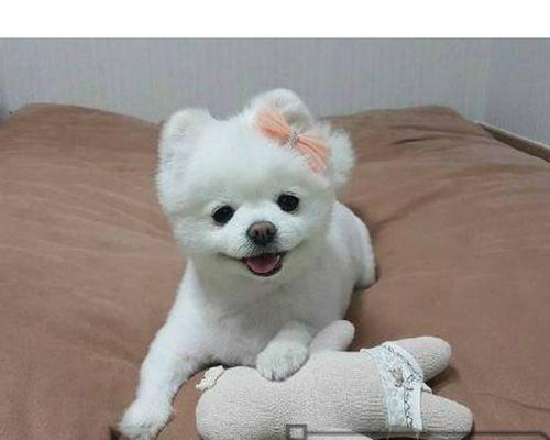 博美成犬长多少斤？博美犬成年后的体重标准是什么？