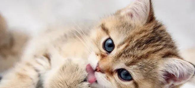 刚生的小猫可以吃什么食物好？新生猫咪的饮食安排有哪些？