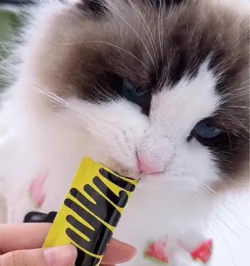 给小猫喂鸡蛋清可以吗？猫咪吃鸡蛋清的注意事项是什么？