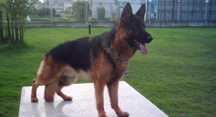 德牧母犬起什么名字好？德牧母犬名字推荐有哪些？