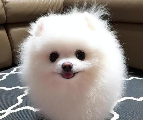 博美狗狗能养多大？博美犬的寿命和体型特点是什么？