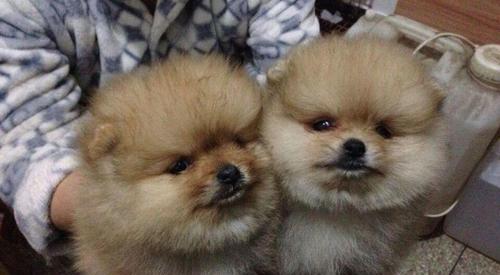 博美狗狗能养多大？博美犬的寿命和体型特点是什么？
