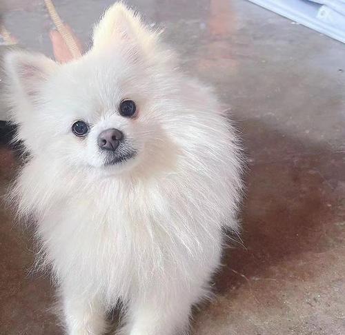 博美狗狗能养多大？博美犬的寿命和体型特点是什么？