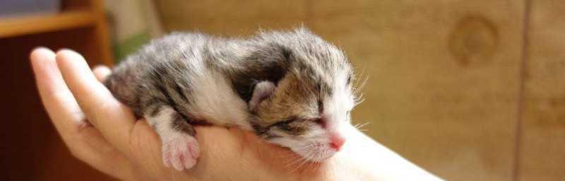 刚生的小猫羊奶粉吗？新生猫咪的奶类选择有哪些？