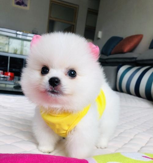 博美小奶狗怎么训练？博美幼犬的训练方法有哪些？