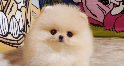 博美幼犬把自己屎吃了怎么办？博美幼犬吃屎的原因和解决方法是什么？