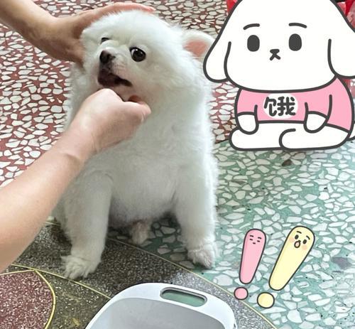 博美小时候喂多少狗粮？博美幼犬狗粮的喂食量是多少？