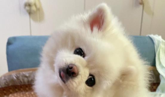 博美小时候喂多少狗粮？博美幼犬狗粮的喂食量是多少？
