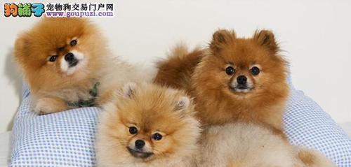 博美狗怎么那么难养？博美犬饲养的难点是什么？
