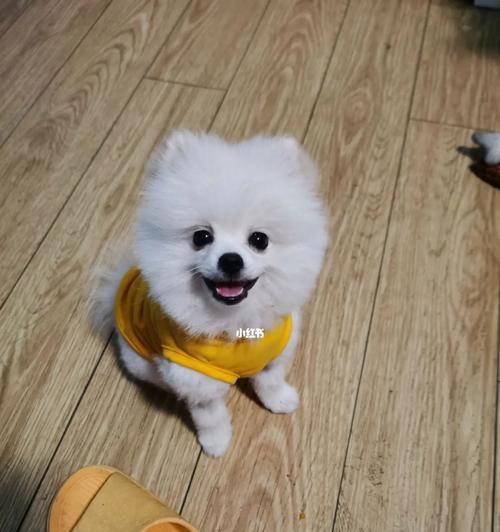 博美狗怎么那么难养？博美犬饲养的难点是什么？