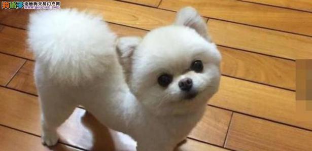 博美狗怎么那么难养？博美犬饲养的难点是什么？