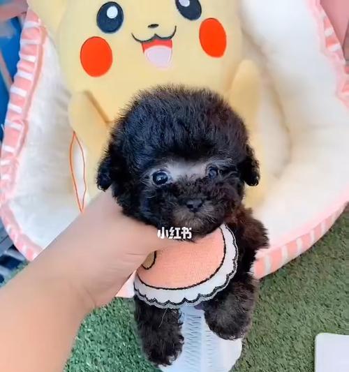 公的小泰迪是什么梗？公泰迪犬的梗有哪些？