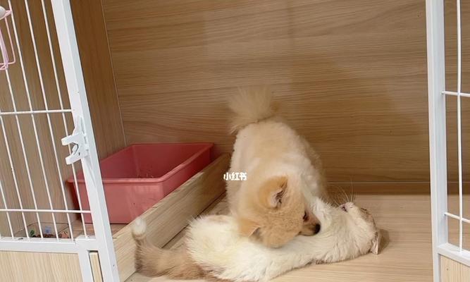博美幼犬怎么喜欢咬笼子？博美幼犬咬笼子的原因和解决方法是什么？