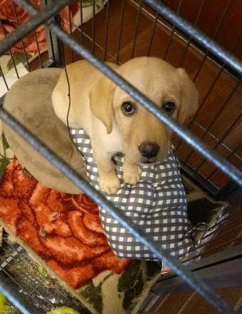 成年犬打完疫苗后拉稀怎么办？成年狗狗疫苗后拉稀的处理方法有哪些？