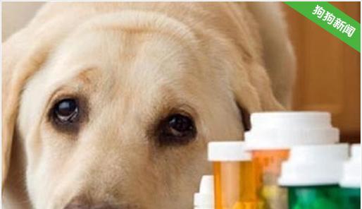 狗狗肺炎治疗指南：正确用药方法和注意事项？