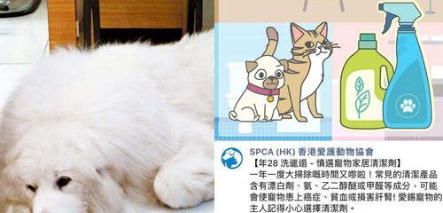 狗狗肺炎治疗指南：正确用药方法和注意事项？