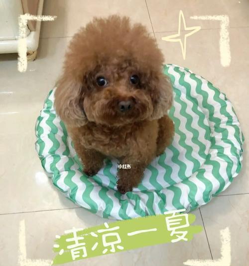 狗狗很热气应该吃什么？有效缓解狗狗热气的食物有哪些？