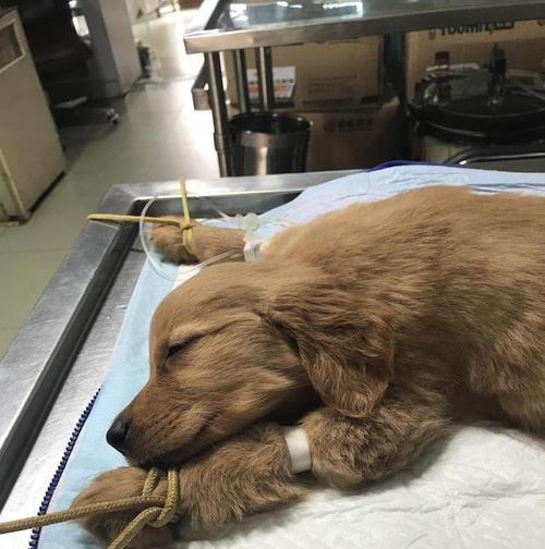 狗狗咳嗽是犬瘟吗？如何区分犬瘟与其他咳嗽原因？