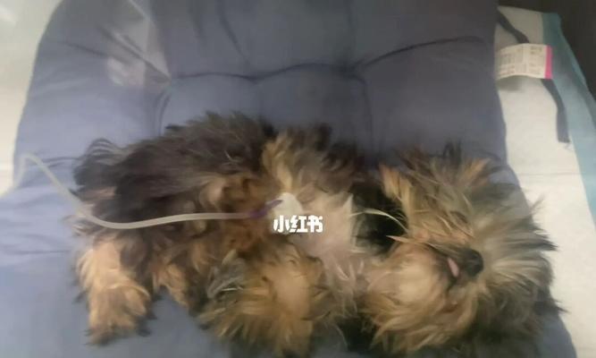 狗狗例假颜色异常是怎么回事？正常颜色应该是什么样的？