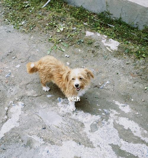 狗狗两天没有大便怎么办？可能的原因和解决方法是什么？