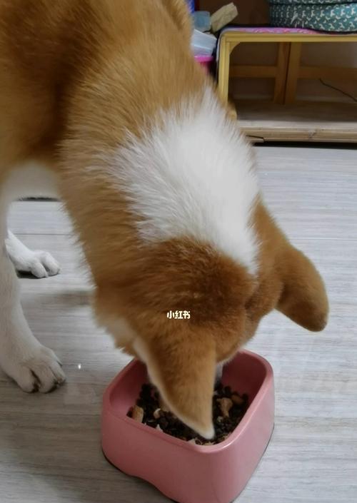 狗狗没吃饱要喂吗？如何判断宠物是否需要额外食物？