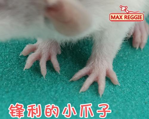 狗狗磨爪子用什么好？如何选择合适的磨爪工具？